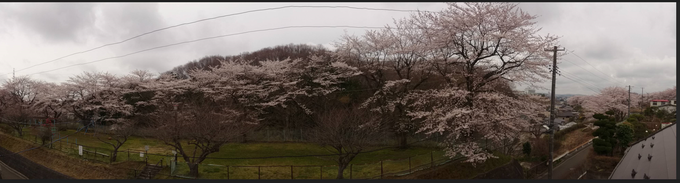 2015桜パノラマ.pngのサムネール画像
